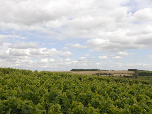 Weinberg Landschaft