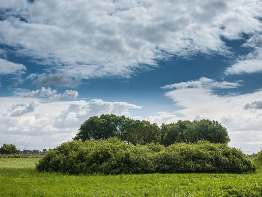 Landschaftselement Wiese