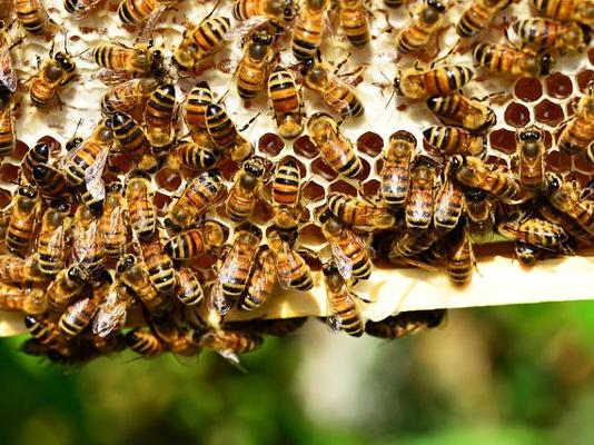 Bienenkorb Bienen Bienenkorb Bienen