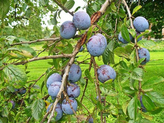 Pflaume Ast Spätsommer Pflaume Ast Spätsommer
