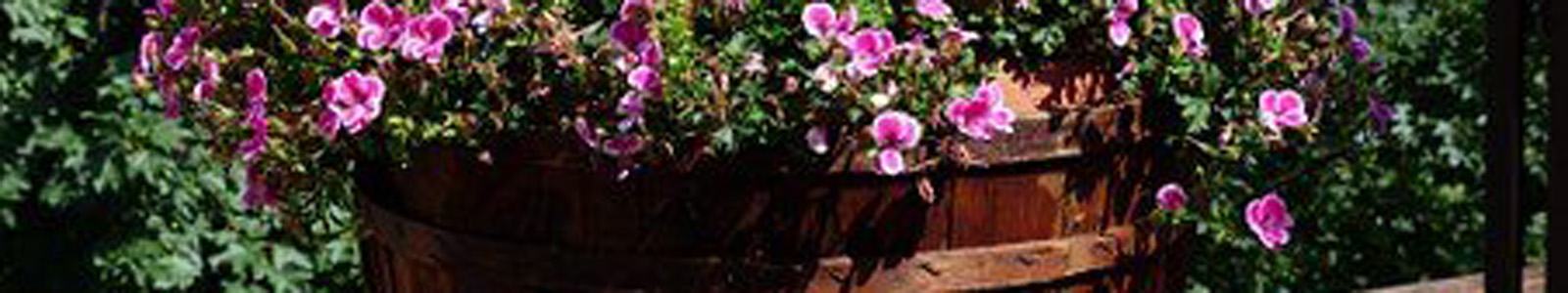 Rosa Blüten in einem Bottich@pixabay