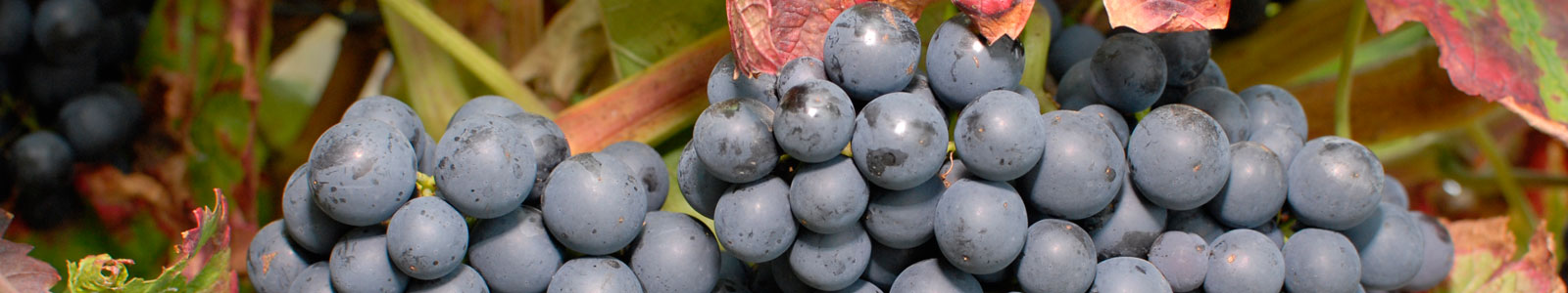 Blaue Weintrauben ©DLR