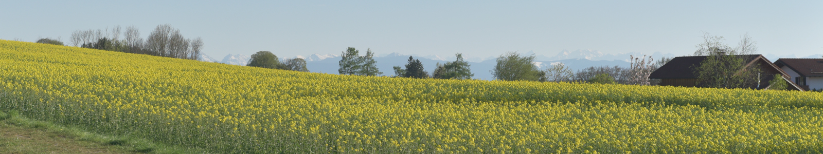 Rapsfeld vor der Blüte ©DLR